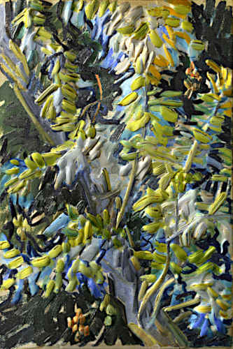 acacia flowers