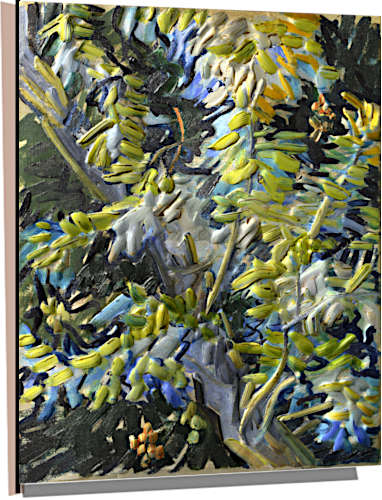 acacia flowerw