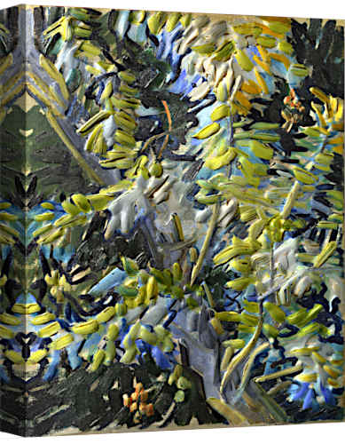 acacia flowers